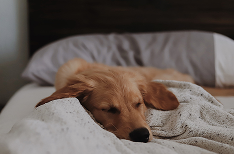 Fitted out for Fur: Creating a pet-friendly home