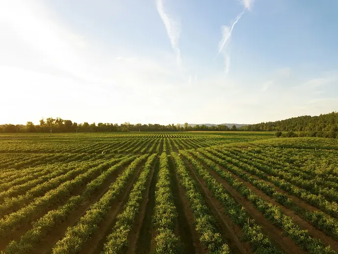 NA Plot vs Agricultural Land in Pune – Legal & Investment Differences